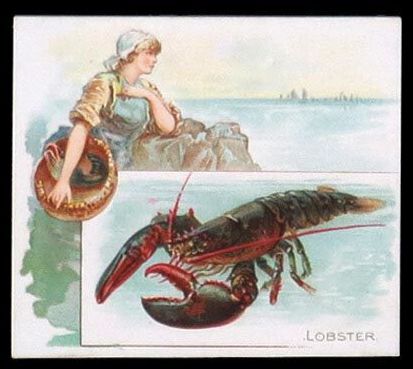 N39 Lobster
